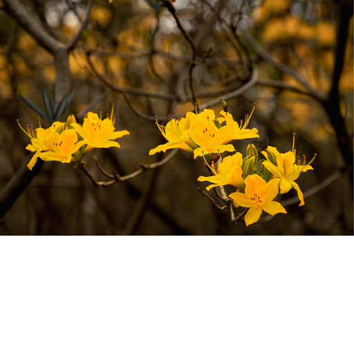 macrofoto van een bloesemtak in gele tinten