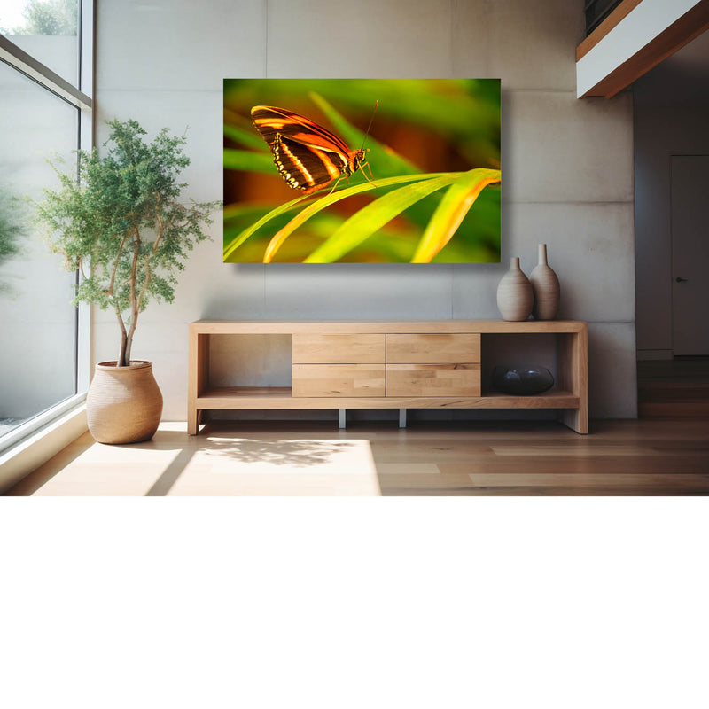 Beautiful butterfly