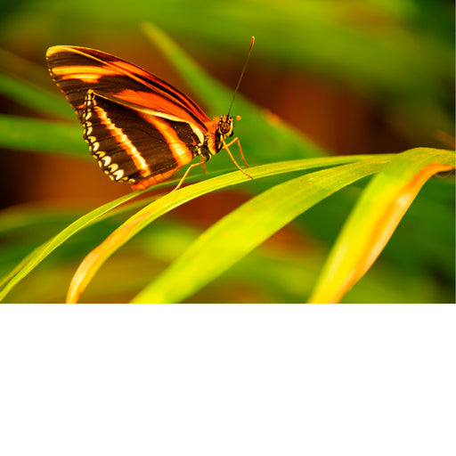 macrofoto van een prachtige vlinder in de vlindertuin