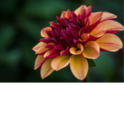 macrofoto van een prachtige Dahlia