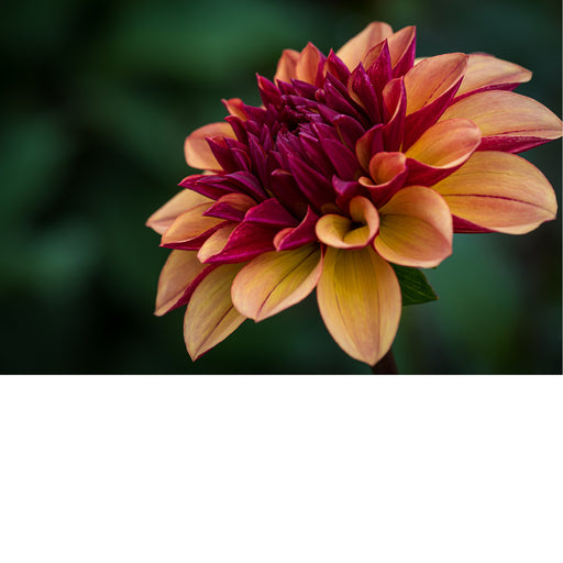 macrofoto van een prachtige Dahlia