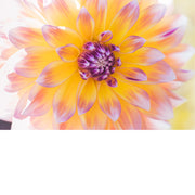 macrofoto van een prachtige Dahlia
