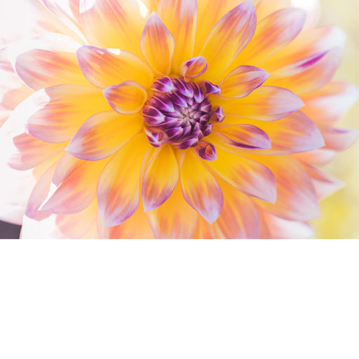 macrofoto van een prachtige Dahlia