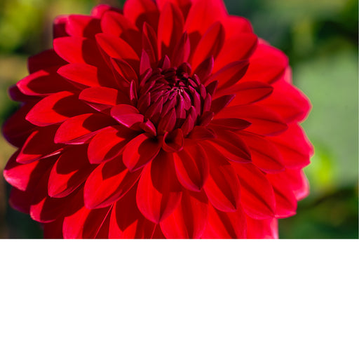 macrofoto van een prachtige rode Dahlia