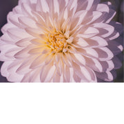macrofoto van een prachtige Dahlia