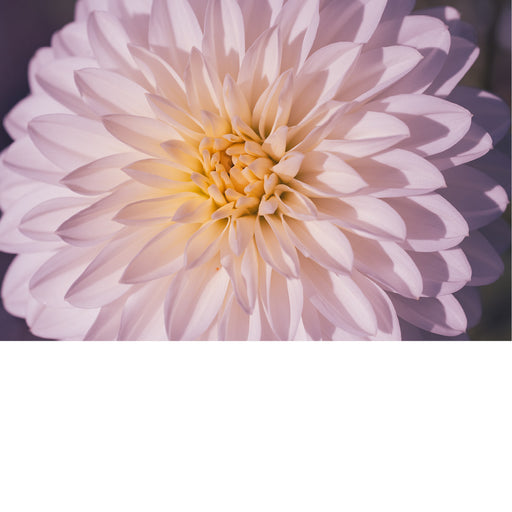 macrofoto van een prachtige Dahlia