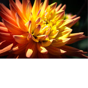 macrofoto van een mooie Dahlia in gele met oranje tinten