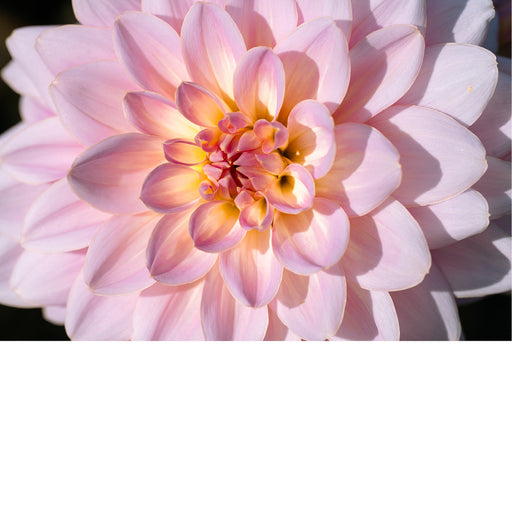 macrofoto van een prachtige Dahlia in roze tinten