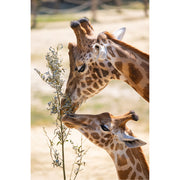 prachtige foto van moeder giraf met haar baby giraf