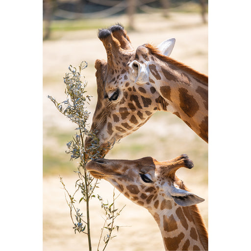 prachtige foto van moeder giraf met haar baby giraf