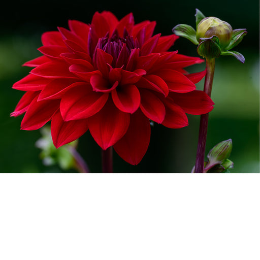 macrofoto van een prachtige rode Dahlia