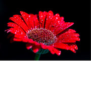 macrofoto van een mooie rode margriet met regendruppels