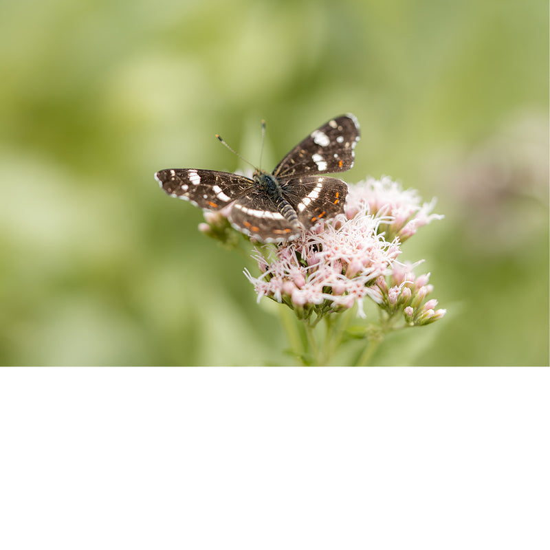 Landkaartje met wijd geopende vleugels rust op de roze schermbloemen van koninginnenkruid, tegen een wazig groen decor.