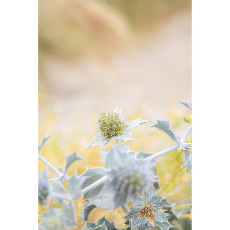 Blauwgrijze zeedistel met stekelige schutbladen staat tussen wazig duinzand en droog gras op de achtergrond.