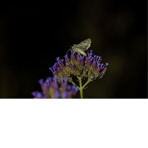 Grijsbruine nachtvlinder rust op de paarse bloemtrosjes van verbena, de vleugels dicht tegen het lijf gevouwen, tegen een donkere nachtelijke achtergrond.