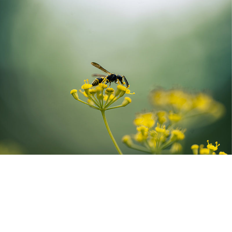 Kleine wesp met geel-zwart gebandeerd achterlijf zoekt nectar op de kleine gele schermbloemen van venkel, tegen een wazig groen decor.
