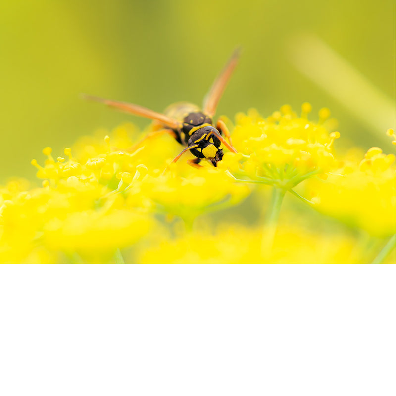 Wesp in volle actie duikt met gespreide vleugels op een tros gele bloemen, met de kop en de kaken scherp in beeld.