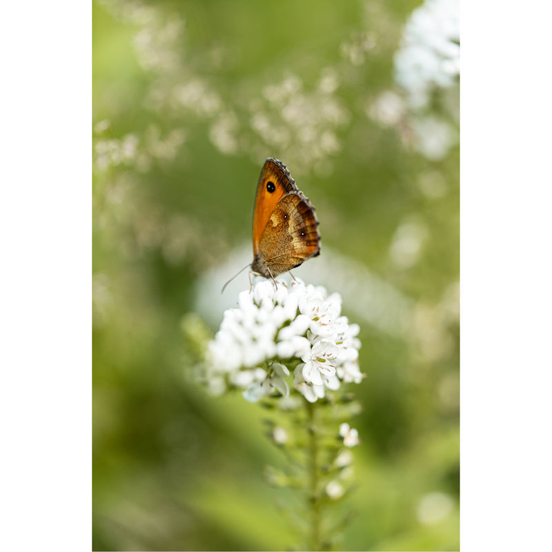 Oranje zandoogje met gesloten vleugels en een opvallende oogvlek rust op een tros witte bloemen, tegen een wazig groen decor.