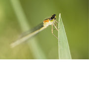 Juffer met groene ogen en een geel-zwart getekend borststuk rust met gevouwen vleugels op een grasspriet.