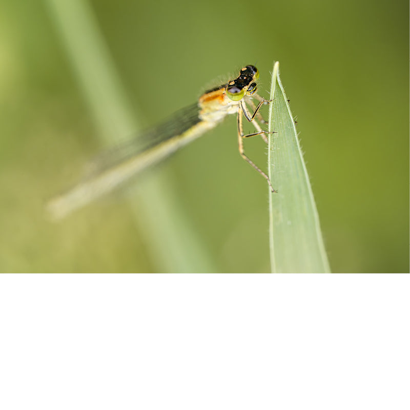 Juffer met groene ogen en een geel-zwart getekend borststuk rust met gevouwen vleugels op een grasspriet.