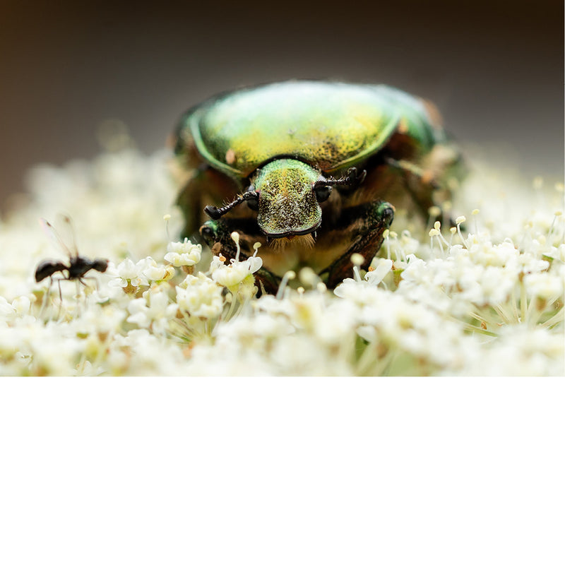 Groene rozenkever met glanzend pantser foerageert tussen witte schermbloemen, met een kleine mier op de achtergrond.