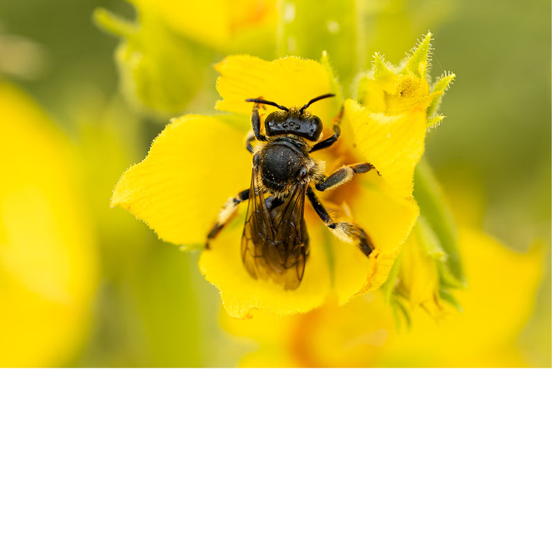 Zwarte bij verzamelt nectar in een gele bloem met een oranje keel, de vleugels lichtjes gespreid.