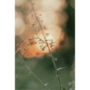 Fijne bloemstengels met kleine knopjes tekenen zich af tegen de opkomende ochtendzon, met warme bokeh en een groen decor op de achtergrond.