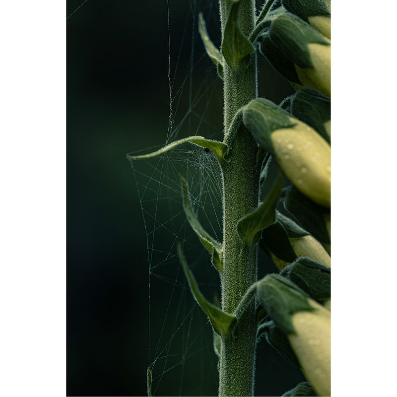 Spinnenweb gesponnen tussen de knoppen van vingerhoedskruid, met de draden zichtbaar in het licht tegen een donkere achtergrond.