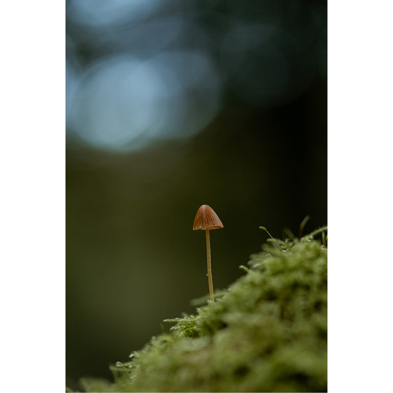 Kleine paddenstoel met een geribbelde, kegelvormige hoed staat op een bemost bosbed, met zachte bokeh op de achtergrond.