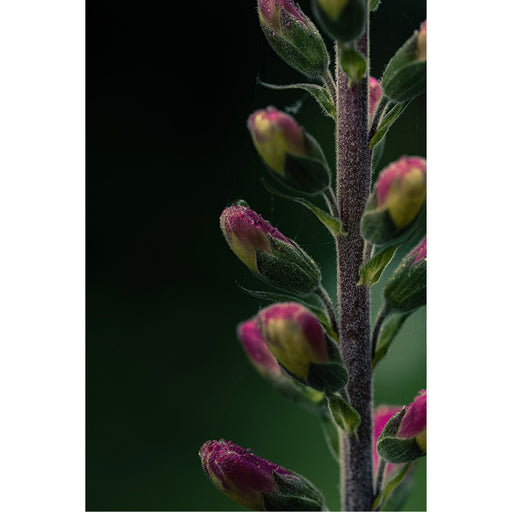 Paarsroze bloemknoppen van vingerhoedskruid dragen kleine regendruppels op een harige stengel, tegen een donkere achtergrond.