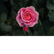 Roze roos in volle bloei tussen donkergroene bladeren, met een kleinere knop eronder.