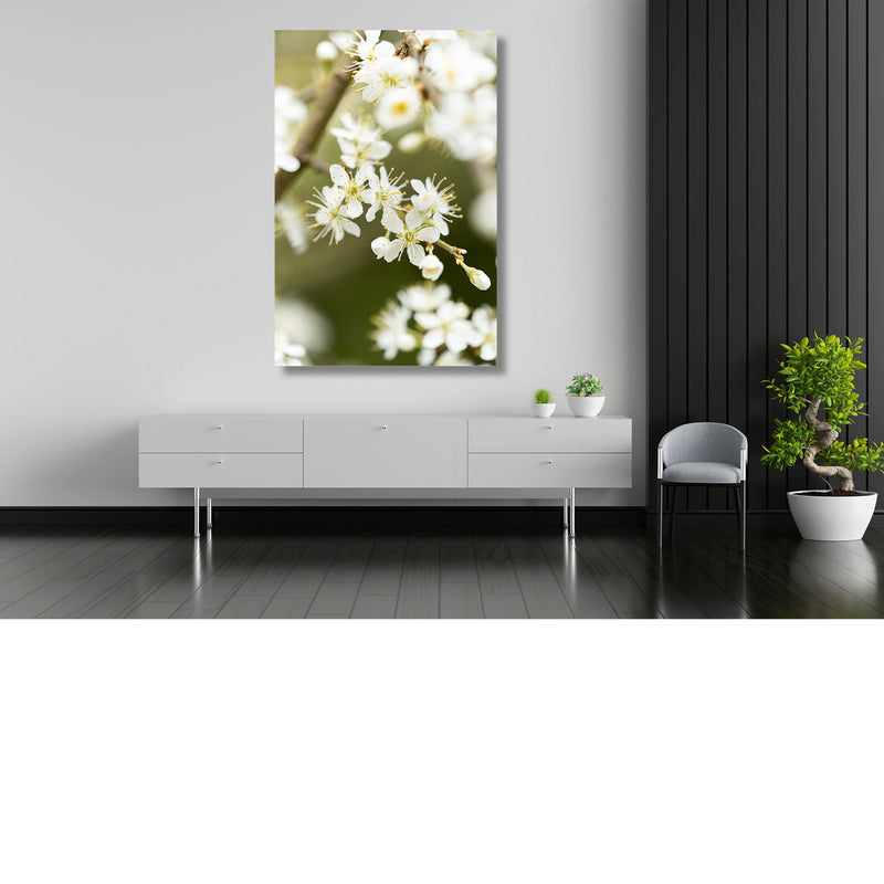 Witte bloesems
