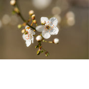 Witte bloesem in het zonlicht, met een warme, bruine waas van bokeh op de achtergrond.