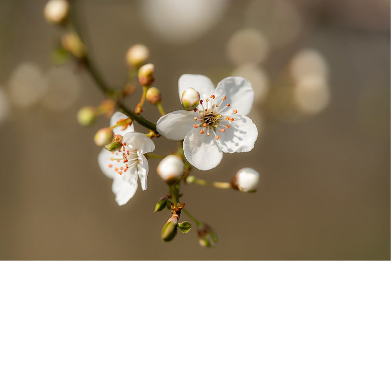 Witte bloesem in het zonlicht, met een warme, bruine waas van bokeh op de achtergrond.