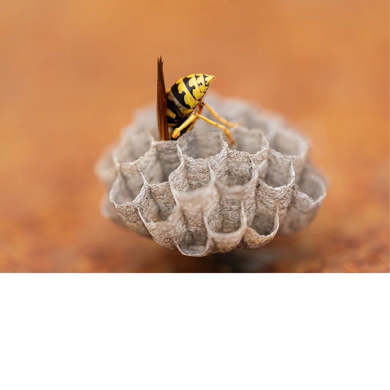 Wesp bouwt met haar kaken verder aan een papieren nest, met de raatstructuur duidelijk zichtbaar tegen een wazig oranje decor.