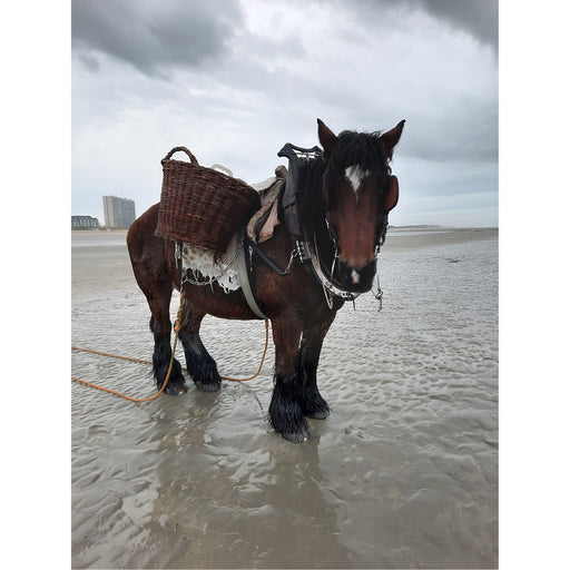 paard van de garnaalvissers