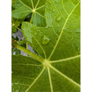 Detail van een vijgenblad na een zomerse regenbui.