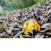 Een appel ligt op de grond tussen dorre bladeren in de herfst.
