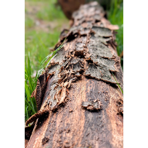 Detailfoto van een liggende boomstam, waarvan de schors deels is losgekomen.