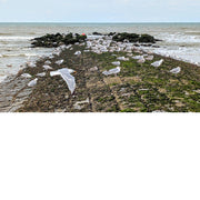 De meeuwen verzamelen op de golfbreker bij eb.