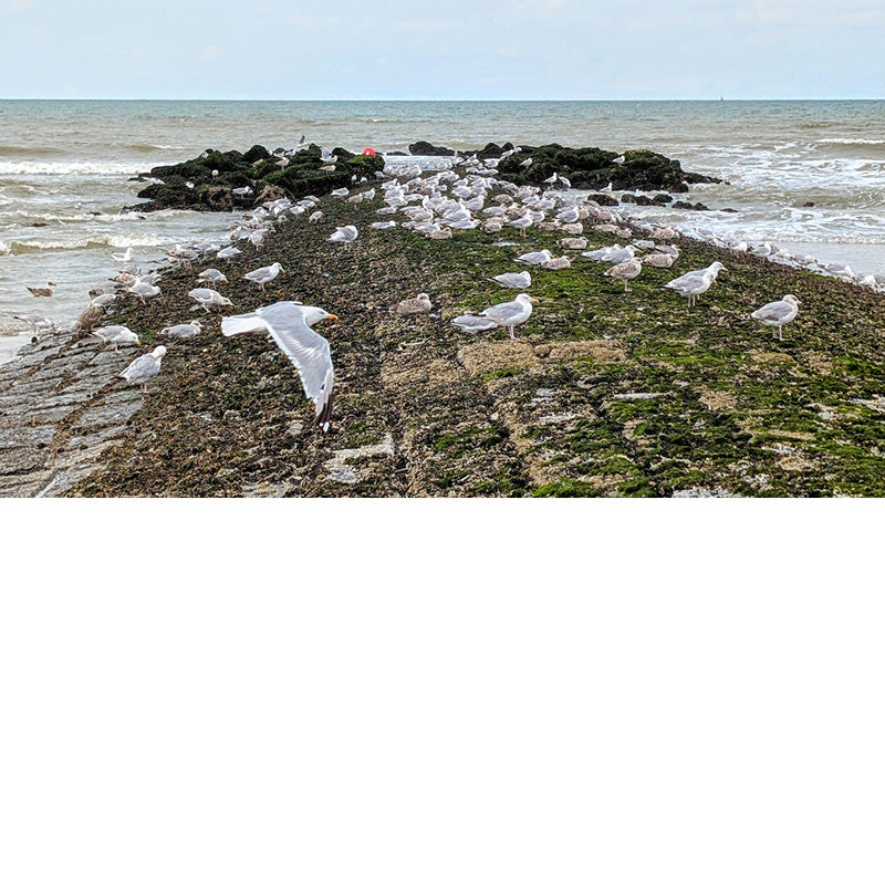 De meeuwen verzamelen op de golfbreker bij eb.