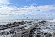 Een groep meeuwen wordt opgeschrikt door de fotograaf tijdens hun ontbijt.