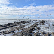 Een groep meeuwen wordt opgeschrikt door de fotograaf tijdens hun ontbijt.