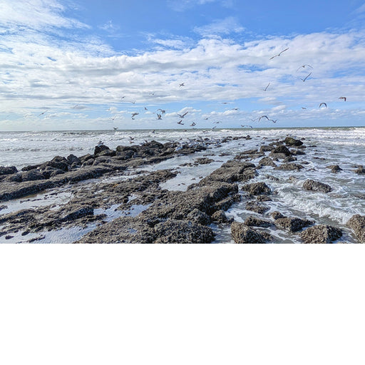 Een groep meeuwen wordt opgeschrikt door de fotograaf tijdens hun ontbijt.