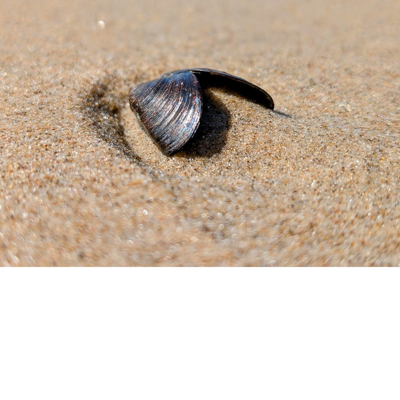 Een klein, eenzaam mosselschelpje in het zand kan ook heel mooi zijn.