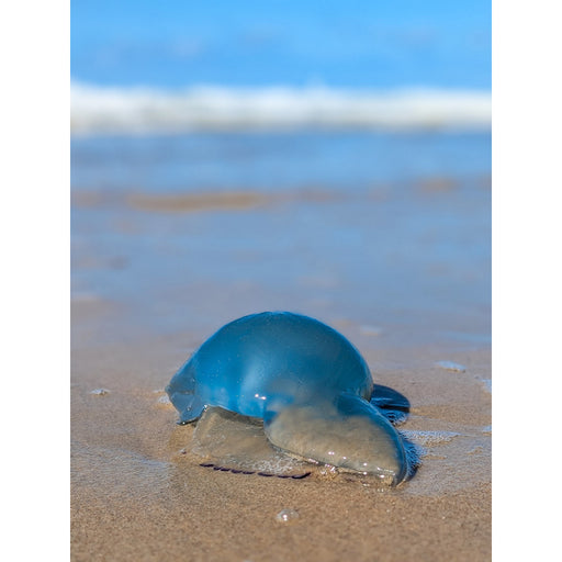 Een intens blauwe kwal is net aangespoeld uit zee, op het strand.