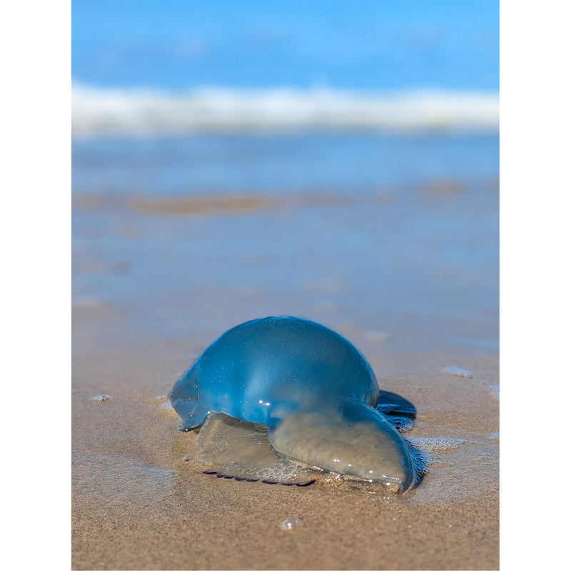 Een intens blauwe kwal is net aangespoeld uit zee, op het strand.