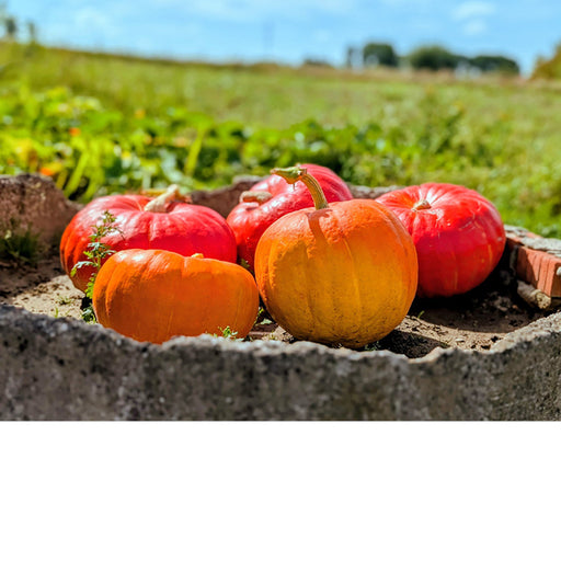 Mooie kleurrijke pompoenen in een betonnen bak, klaar voor de herfst.