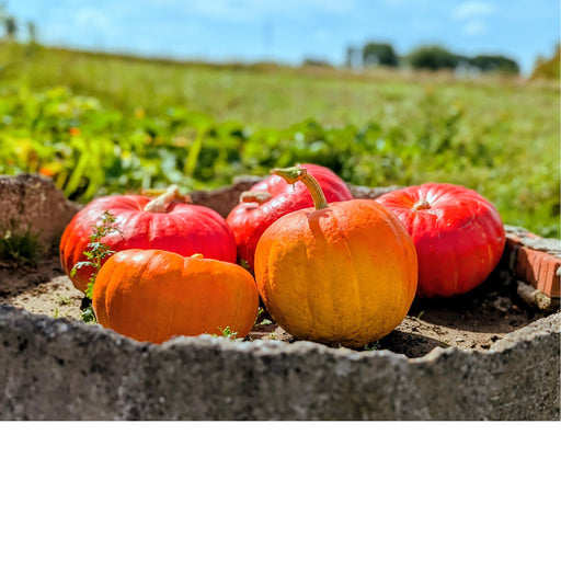 Mooie kleurrijke pompoenen in een betonnen bak, klaar voor de herfst.