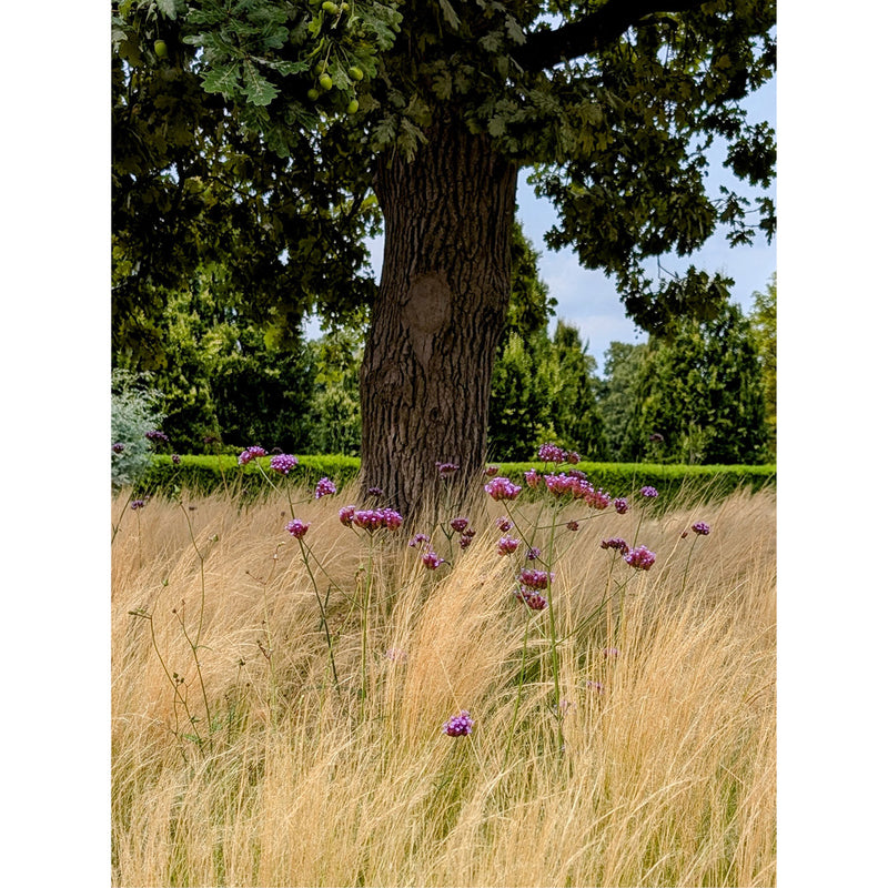 Op het Schoonselhof in Antwerpen, staat - tussen de mooie graven - ook een eik, omringd door Ijzerhard-bloemetjes.
